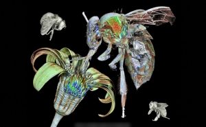 تقنية تصوير جديدة ثلاثية الأبعاد لتشريح ” النحل ” ( فيديو )