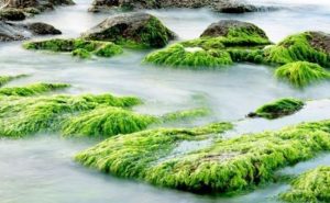 باحثون : الطحالب البحرية قد تسهم في مكافحة تغير المناخ