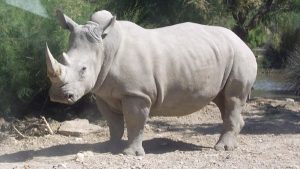 عملية ولادة لـ ” وحيد القرن الأبيض ” النادر في حديقة حيوان هولندية ( فيديو )