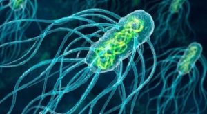 ” بكتيريا ” تنهش لحم الإنسان في أستراليا
