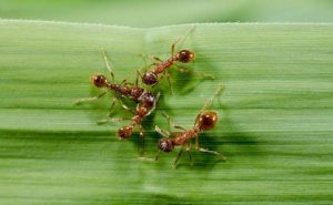 باحثون : سم الحشرات يعالج الصدفية