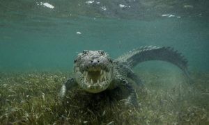 سيريلانكا : تمساح يقتل صحافياً يعمل في صحيفة ” فاينانشال تايمز “