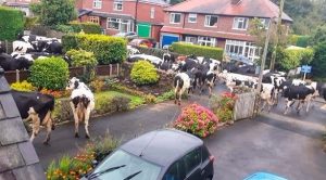 قطيع ضخم من ” الأبقار ” يقتحم قرية بريطانية !