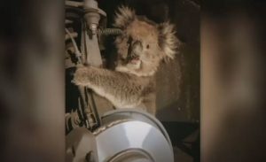 إنقاذ ” كوالا ” علق في إطار سيارة بأستراليا ( فيديو )