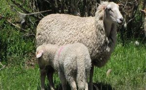 نيوزيلندا : سرقة 5 أغنام من آخر قطيع نادر في العالم