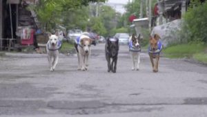 ” سترات ذكية ” تحول الكلاب الضالة لحراس بشوارع تايلاند