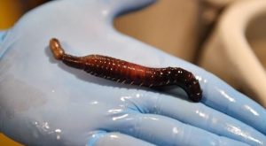 فرنسا : اكتشاف طبي يفتح آفاقاً علاجية من دم ” الديدان البحرية ” ( فيديو )