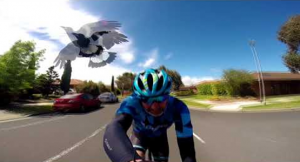بالفيديو .. طائر عنيد يهاجم سائق دراجة هوائية
