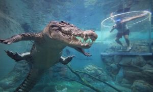 منتجع أسترالي يتيح للسياح فرصة اللعب مع تماسيح عملاقة تحت الماء
