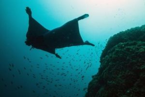 فرنسي ” يحلق ” في مياه المحيطات لاكتشاف أسرار الحياة البحرية ( فيديو )