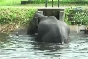 سيريلانكا : قرويون يبذلون جهداً خرافياً لإنقاذ فيل من الغرق