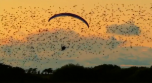 بالفيديو .. إسباني يحقق حلمه بالتحليق مع سرب ضخم من الطيور