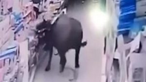 سيدة حامل تتفاجأ بثور هائج يهاجمها في متجر للتسوق بالصين ( فيديو )