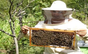 علماء : المبيدات الحشرية تجعل العسل ضاراً بصحة الإنسان