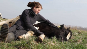 ألمانيا : إقبال على التلقيح الاصطناعي للحصول على ماشية مميزة
