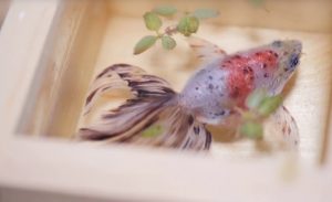 فنان ياباني يطور تقنية لرسم أسماك الزينة الذهبية ( فيديو )