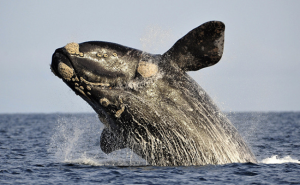 دراسة : الحيتان و الدلافين تعيش حياة مماثلة للبشر !