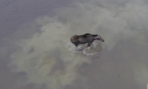 بالفيديو .. معركة شرسة بين ثعلب و حيوان الموظ