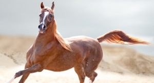اقترب من حد الكمال .. حصان عربي يبلغ سعره ملايين الدولارات ( فيديو )