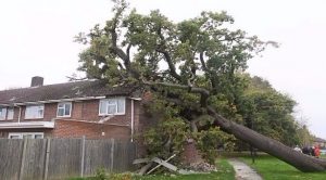 بريطانيا : نجاة عائلة سقطت شجرة وزنها 40 طناً فوق منزلها