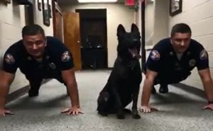 بالفيديو .. كلب يمارس تمارين الضغط بمهارة برفقة رجال الشرطة
