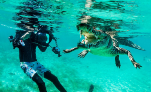 مغامر بلجيكي يتحدى الخوف و يسبح مع تمساح !