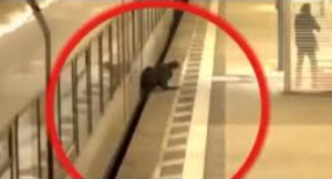 بالفيديو .. رجل أسترالي ينجو من الموت دهساً بالقطار