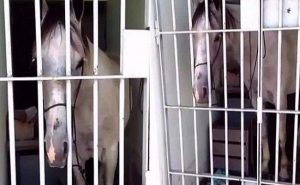 في البرازيل .. السجن لحصان بتهمة رفس سيارة ! ( فيديو )