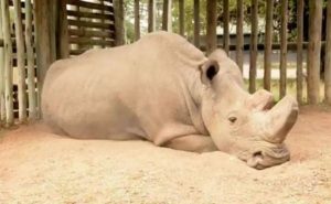 وحيد القرن الأبيض على شفا الانقراض .. و الذكر ” سودان ” آخر أمل