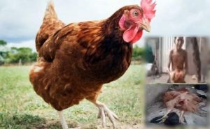مراهق باكستاني يغتصب “ دجاجة ” حتى الموت !