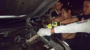 بالفيديو .. عامل تايلندي يعض ثعباناً من ذيله بعدما التف حول محرك سيارة