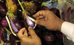 السعودية : ضبط شحنة حبوب مخدرة مخبأة داخل ثمار الباذنجان !