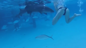 أمريكي يصور لحظة هجوم سمكة قرش على زوجته ! ( فيديو )