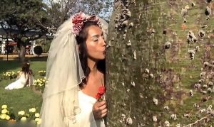 في البيرو ..  فتيات يتزوجن في حفل زفاف جماعي من ” شجرة ” ! ( صور )