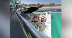 مغامر أسترالي يفاجئ الجميع بقفزة من شرفة فندق باتجاه بركة السباحة ( فيديو )