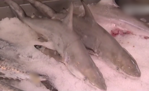 العثور على مئات أسماك القرش النافقة على رمال شواطئ جزيرة شيف الإيرانية ( فيديو )