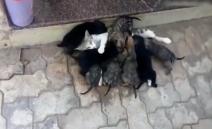 بالفيديو .. قطة ترضع 8 جراء بعدما عجزت والدتهم عن القيام المهمة