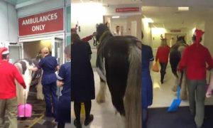 حصان يزور فتاة في مستشفى ببريطانيا ! ( فيديو )