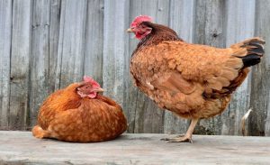 علماء يتوصلون إلى معرفة ” لغة الدجاج ” و يؤكدون انه يتكلم كالبشر