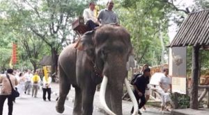 تايلند : فيل مثل في السينما و الإعلانات يقتل مدربه دهساً
