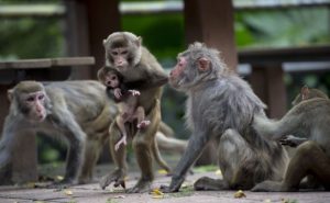 فرنسا : الفوضى تعم حديقة حيوانات باريس بعد فرار عشرات القرود منها
