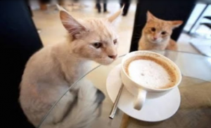 تعرف على أول مقهى للحيوانات الأليفة في مصر ( فيديو )