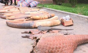 ساحل العاج : ضبط عمليات تهريب لعاج الفيلة و حراشف آكل النمل