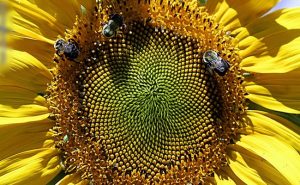 ما هو ” العسل الخارق ” ؟