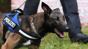 ألمانيا : كلبة بوليسية تقتل كلباً هجيناً خلال نزهة لها في ” نويبراندنبورغ “