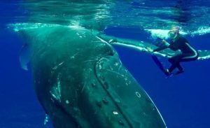 حوت يحمي امرأة من هجوم سمك القرش ! ( فيديو )