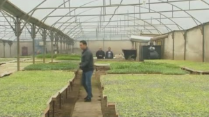 يعمل بمخلفات الزيتون .. مزارع فلسطيني يبتكر نظام تدفئة صديق للبيئة ( فيديو )
