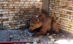 العراق : نوع نادر من الدببة يتجول في شوارع مدينة البصرة ! ( فيديو )