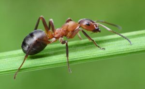 النمل يرشد العلماء إلى دواء فعال !