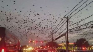 أمريكا : طيور سوداء تغزو سماء تكساس ( فيديو )